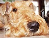Аватар для ~Airedales~