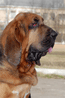  bloodhounds