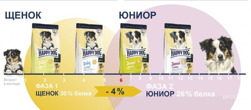 Юниоры собаки с какого возраста. Собаки юниоры до какого возраста. Питомник из созвездия стрельца. Анкета роял канин от заводчика. Норма корма для собак белькандо.