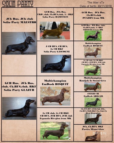 Родословная такса. Такса с длинной шерстью. Стандартная такса рядом с человеком. Родословная такса. Родословная таксы.