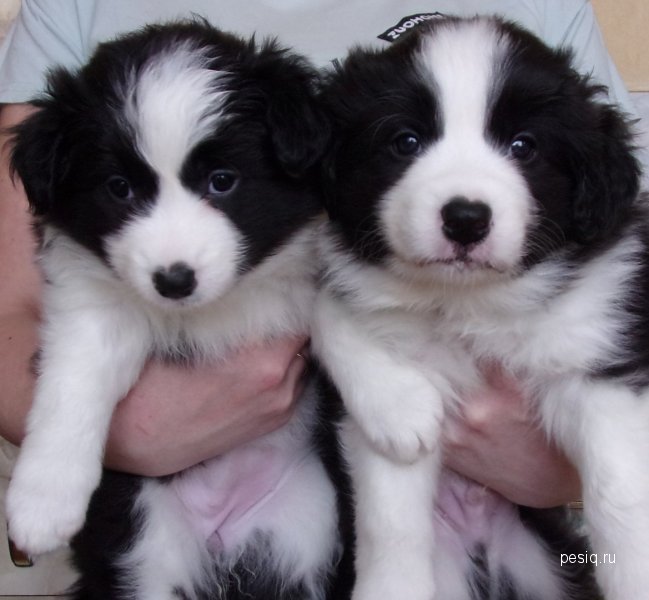 Бордер колли пара. Имена для собак бордер колли. Бордер колли серый. Бордер-колли. Имя для собаки бордер-колли девочки.