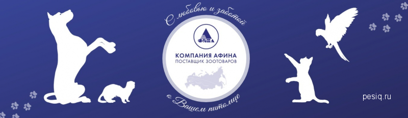 афина ростовская строительная компания. академия финансов новосибирск. торговая компания афина. строительная фирма гк афина. афина паллада строительная компания.