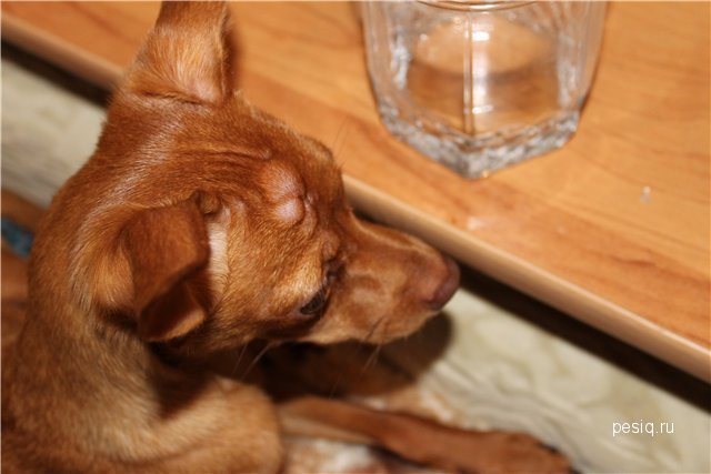 Корм для золотистого ретривера. Собака подбирает еду на улице. Миска для собак. Собака ест шишку. Собака ест сухой корм.