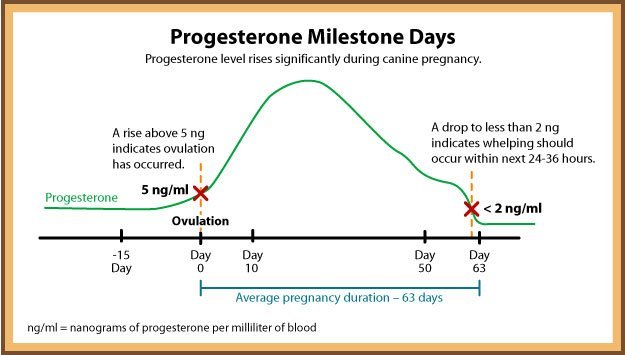 Прогестерон при овуляции. Показатель беременности собаки прогестерон. Показатели прогестерона при беременности у собак. Показатели прогестерона у собак. Прогестерон у сук для вязки.