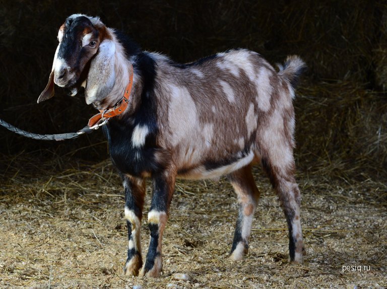 Купить нубийскую козу в новосибирске. Коза нубийской породы. Англо-нубийская коза. Нубийские козы белые.