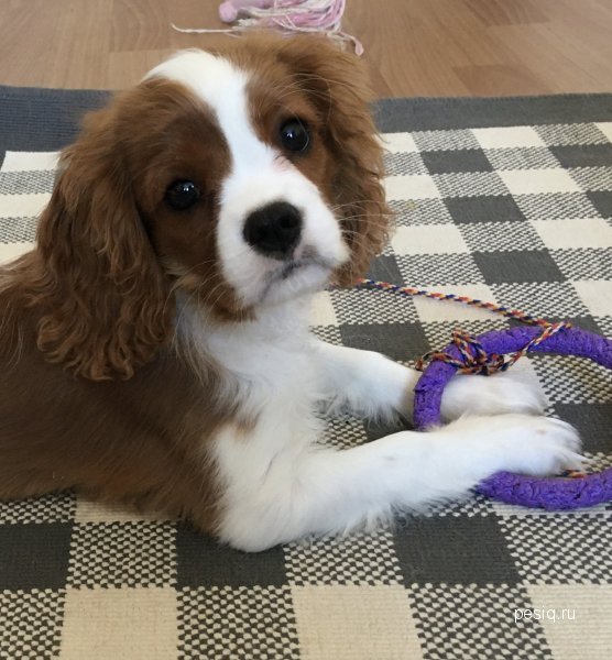 Купить Собаку Кавалер В Воронеже