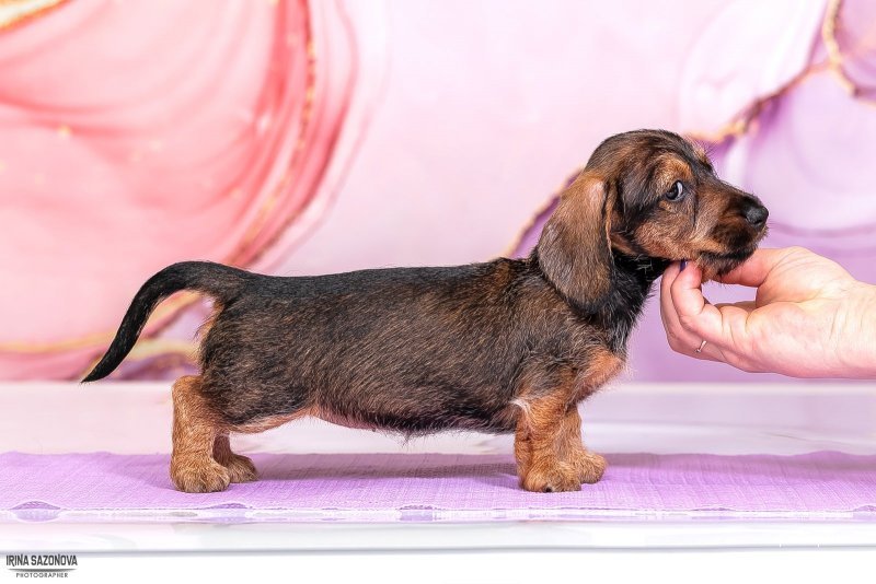 Купить Мини Таксу Заводчик