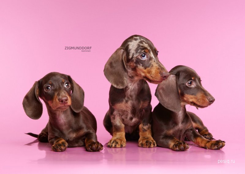 Купить Мини Таксу Заводчик