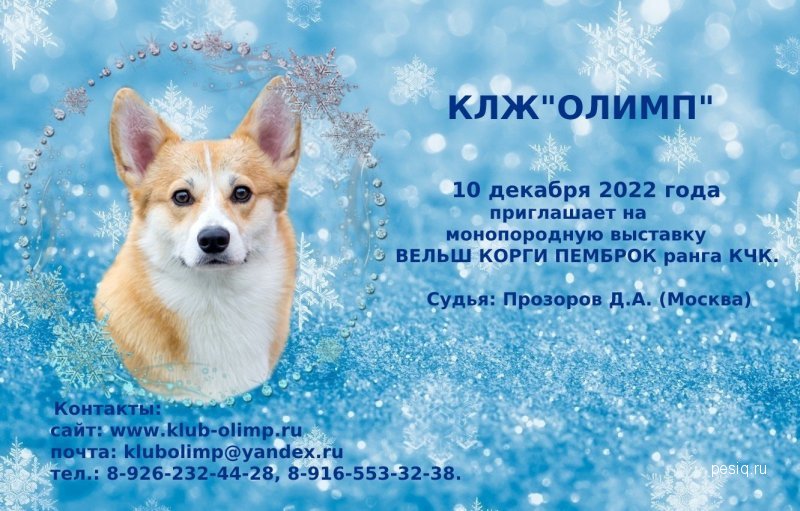 Выставки сибирских хаски