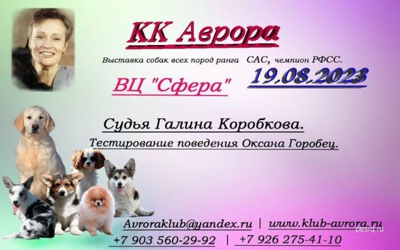Оформление пса. Пример оформления пса. Кировоградская улица выставки собак.