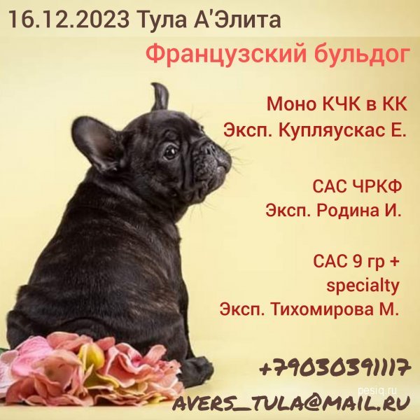 зоопортал выставки собак 24 декабря 2023. зоопортал выставки собак 24 декабря 2023. зоопортал выставки собак 24 декабря 2023. зоопортал выставки собак 24 декабря 2023. зоопортал выставки собак 24 декабря 2023.